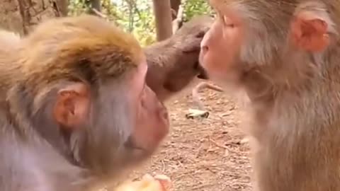 Monkey 🐒 funny video