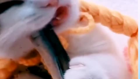 Cute Cat Eating A Fish In Distinguished Way [ Watch Till End ]