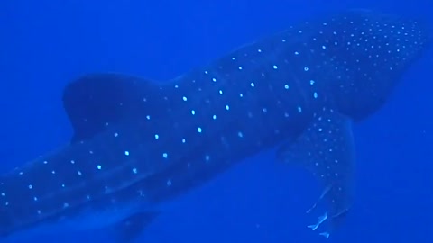 Whale Shark