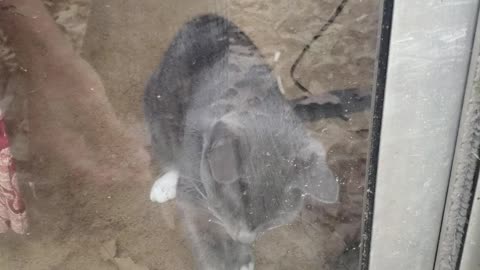 Allen the Cat Loves Chasing Leaves.