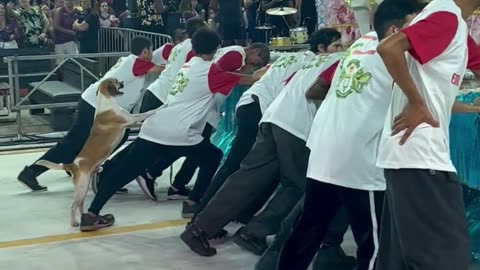 Dog Helps Guys Push Float at Carnival in Brazil