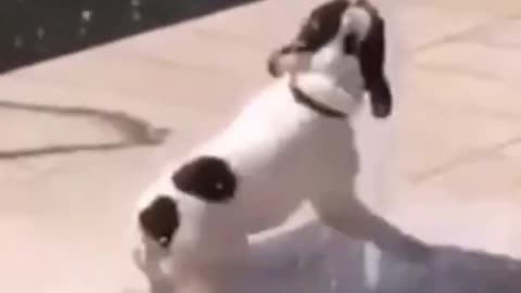 You Will Laugh In 10 Seconds 😂 - Top Funny Dog Videos of This Week #1