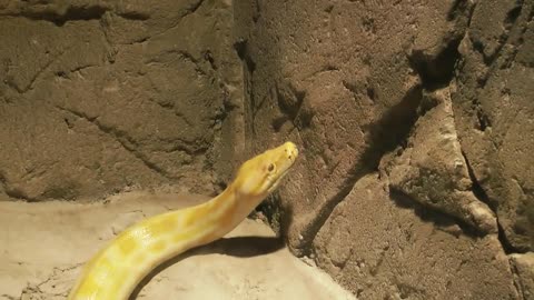 yellow python snake in the zoo