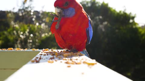 BEAUTIFUL PARROT FEEDING.