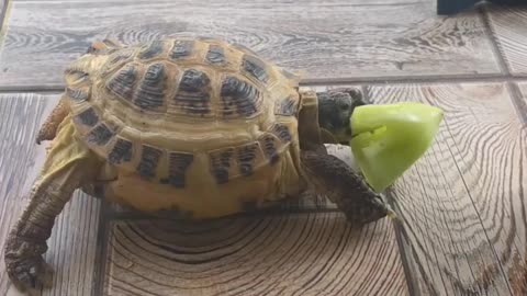 Tortoise video