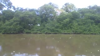 Recording the mangrove from the front in science museum, beautiful [Nature & Animals]