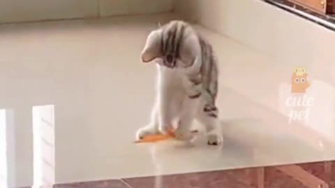 Funny animal video 😂😂