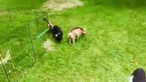 Funniest baby goat i have ever seen