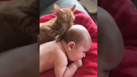 When Pets and Babies Play Together - Funny Video (cats)