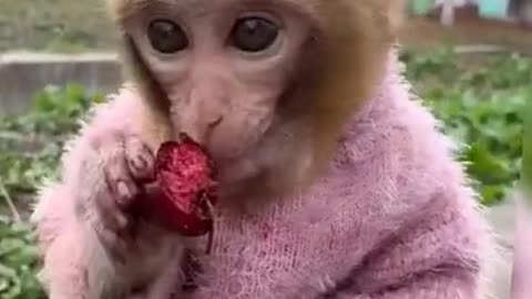 Sweetest baby monkey