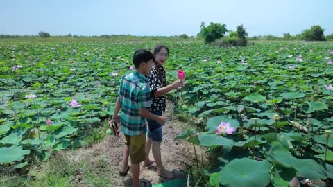 Harvest Lotus root and pick fruit for cooking