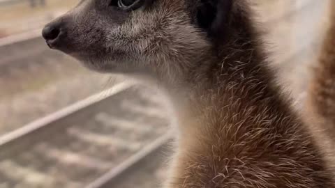 Travelling Meerkats Take the Train