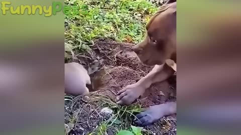 best funniest animal videos 2023 😂