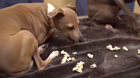 My Dogs Eating Popcorn ASMR