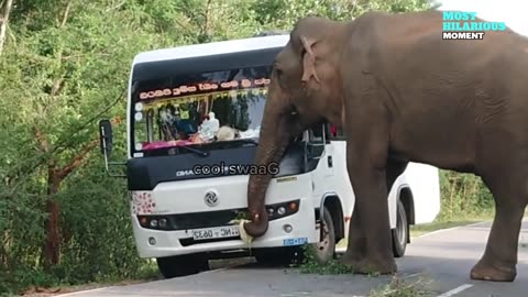 Breaking vehicles wild elephant Finally Revealed#Attack.mp4