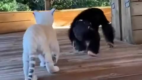 Funny animals video