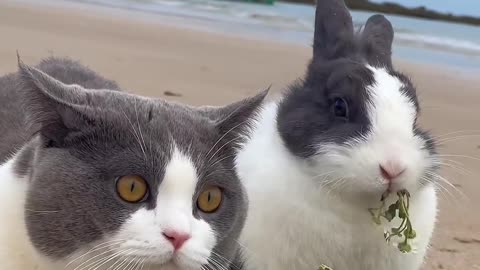 Cat & Rabbit enjoy on the beach with flowers.