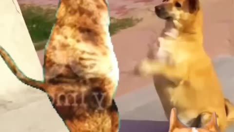 Doggo vs. Catto: The Ultimate Dance-Off! 🐕💃🐈 | Who Wore It Better?