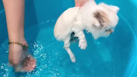 Kitten first bath