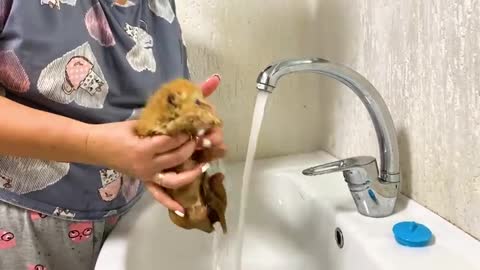 First bath for an abandoned kitten (by a mom cat)