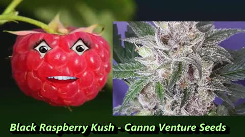 Raspberry Cannabis Strains