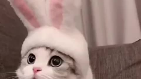 Wow! Baby-cat and funny cute-cat video compilation!