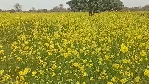 Canola