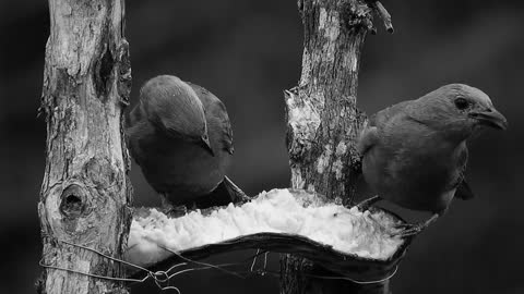 Black & white Birds 05