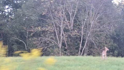 Deer running in a field. :)