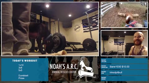 Deadlifts w/Doggo & Dufus [Week 10] // Animal Rescue Stream :)