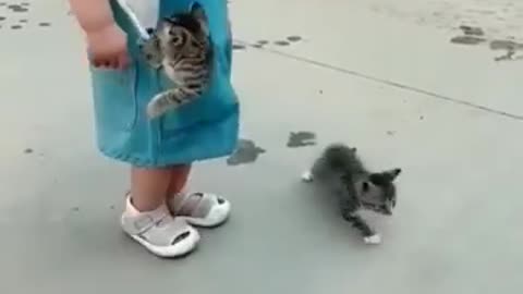 Cute baby kitten__