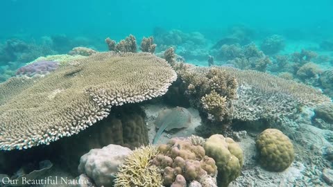 UNDERWATER LANDSCAPE