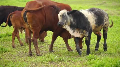 Sons d'animaux amusants : Éléphant, vache, poulet, cheval, canard, chien, chat