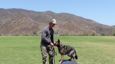 Teach Your Dog SIT DOWN STAND Basic Dog Training OBEDIENCE Positions