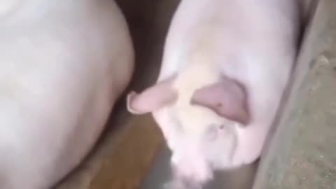 Pig playing buble