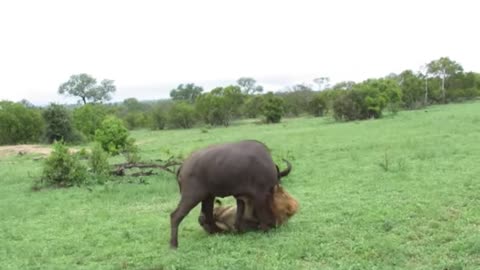 EXTREMELY RARE!!! Fearless Male Lion attacks Buffalo Herd, ALONE!!!