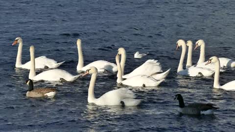 Nice white swans swimming in the lake. with cool ducks