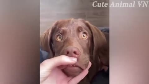 FUNNY ANIMAL VIDEOS 2023😸 - 😂Funniest Cats and Dogs 😺🐶!