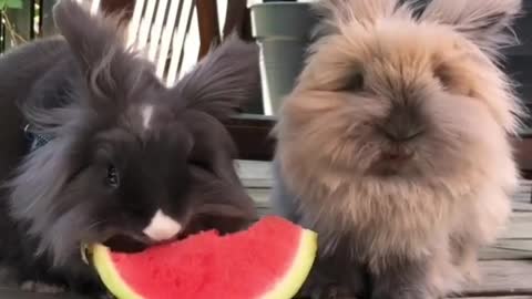 Watermelon eating contest, fun