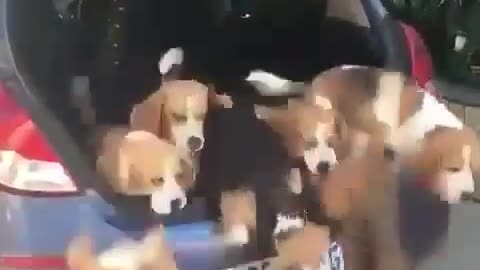 Dog apocalypse