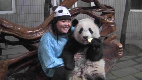 Panda on Lap - Chengdu Panda Breeding Center