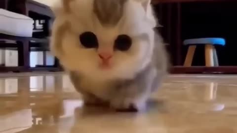 Cute baby cat