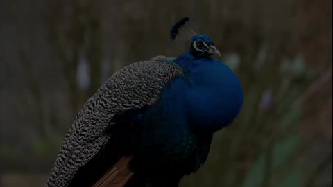 peacock dancing