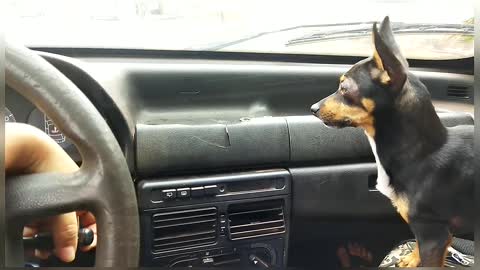 Miniature Pinscher Goes Haywire at Windshield Wipers