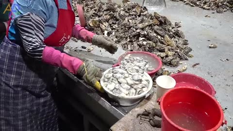 Amazing Oyster Mass Production Process. Huge Scale Korea Oyster Farming