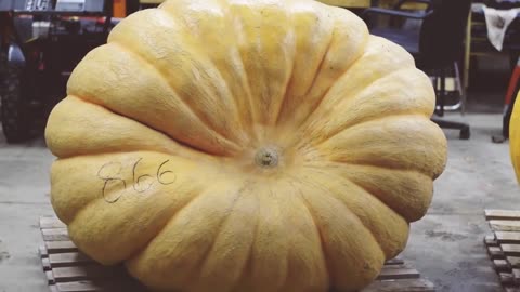 How to Carve a Pumpkin - Atlantic Giant Pumpkin