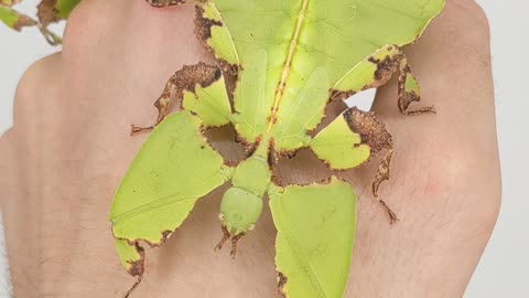 Leaf Insects Crawling On Hand