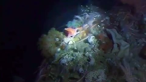 Rare 'hands-on' pink fish first spotted in Australia in decades - By University of Tasmania