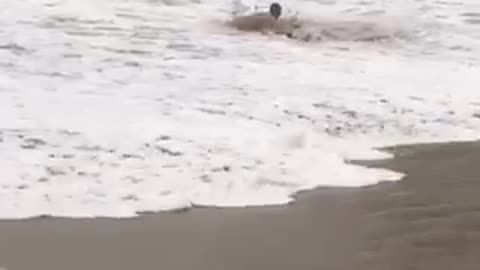 Guy tries to skimboard on the beach and ends up getting knocked over by wave