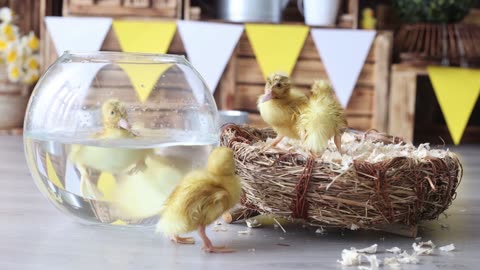 Adorable Ducklings Learning to Walk!